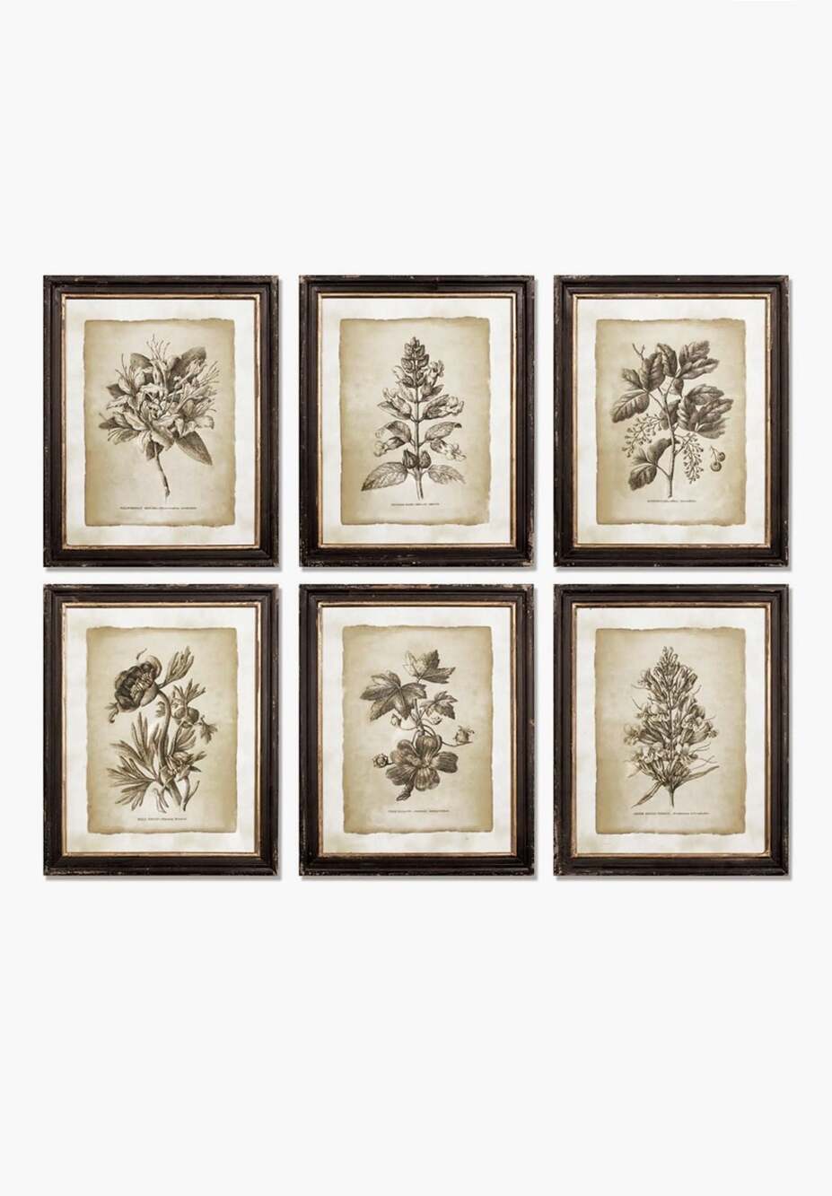 Napa Home & Garden Framed Vintage Floral Prints Set of 6